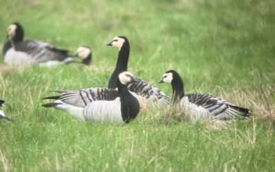 Froize Uncovered: Glorious Winter Wildfowl